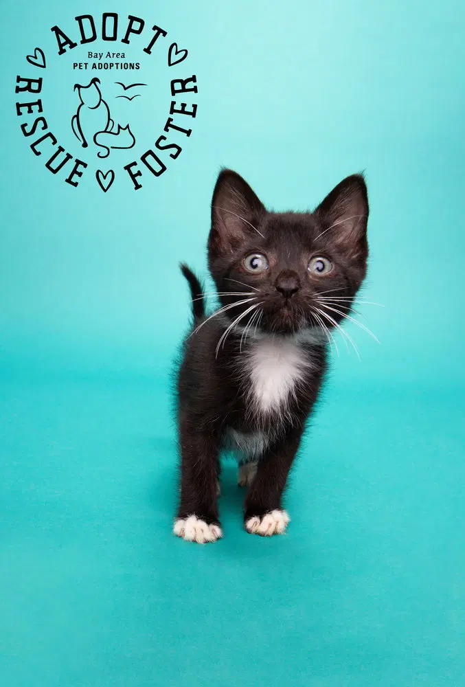 Gray, a male kitten up for adoption