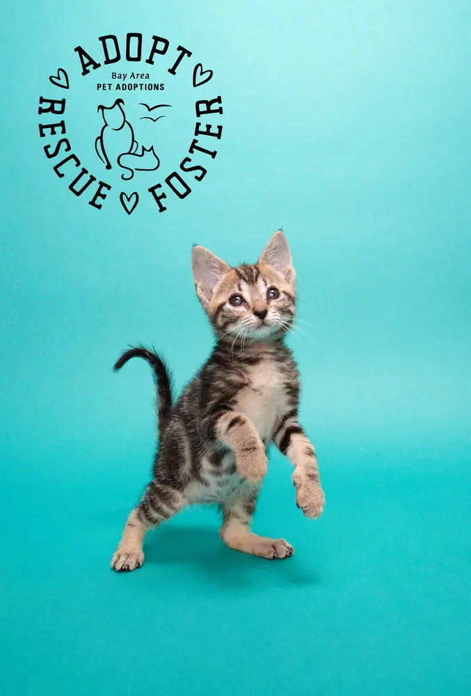 Mira, a female cat up for adoption