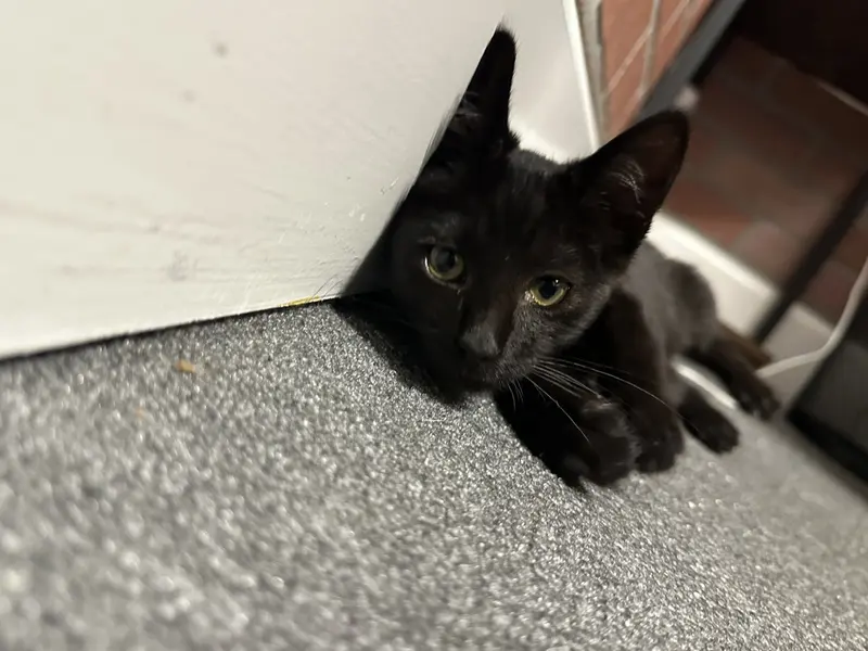 Nori, a male kitten up for adoption