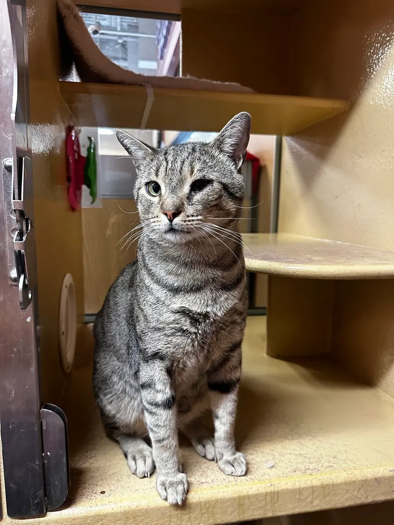 Taro, an adult male cat up for adoption