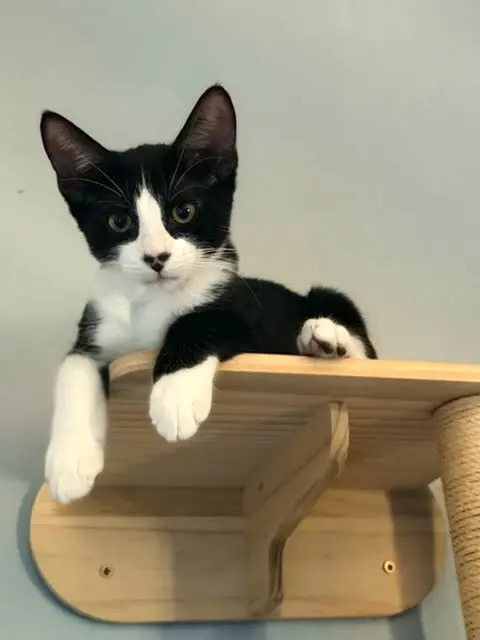 Onxy, a male kitten up for adoption