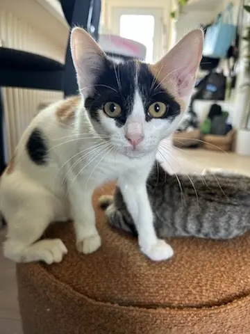 Opal, a female kitten up for adoption