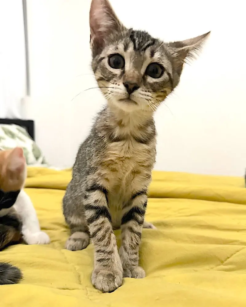 Niccolite, a female kitten up for adoption