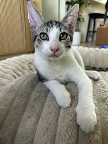 Sammy, a male kitten up for adoption