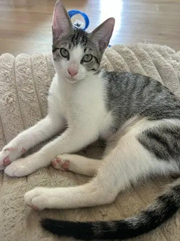 Sammy, photo 2