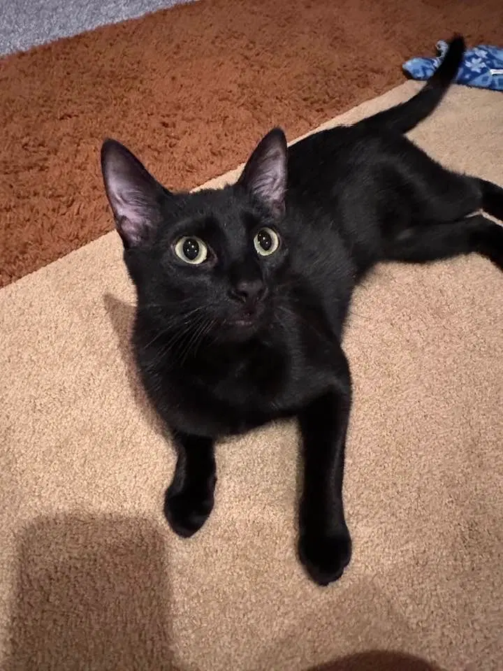 Nimshi, a young female cat up for adoption