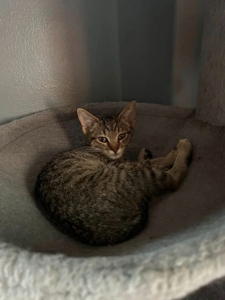 Birdie, photo 4