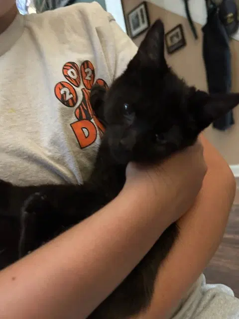 Twyla's Charlie KITTEN, a male kitten up for adoption