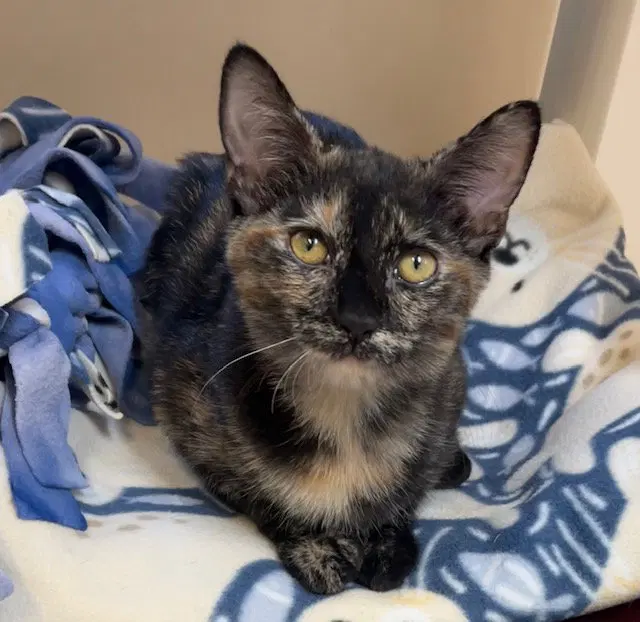 Kitten Vanity, a female kitten up for adoption