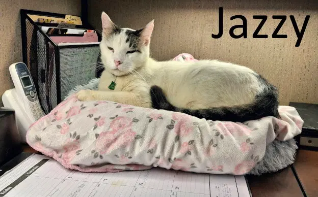 Jazzy, an adult male Maine Coon cat up for adoption