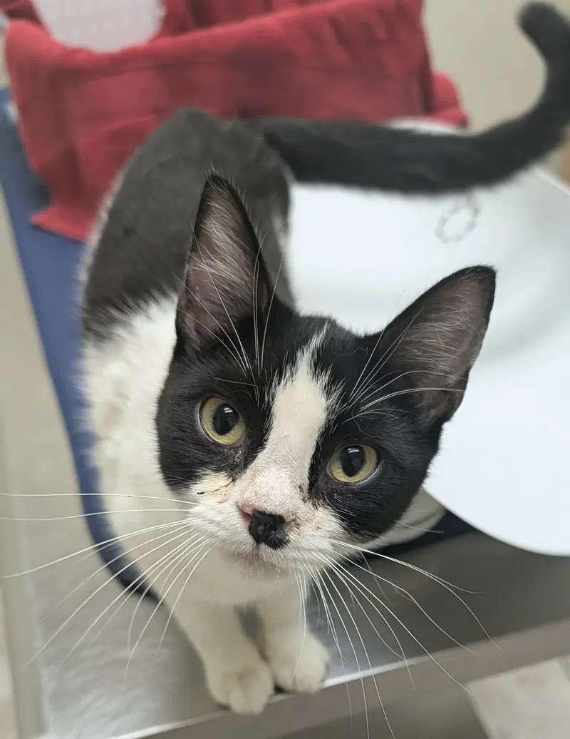Sunnie, a female Tuxedo kitten up for adoption