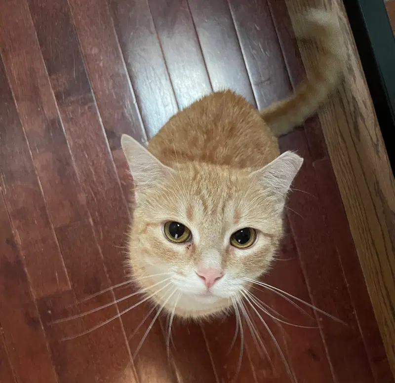 Biscuit, an adult female cat up for adoption