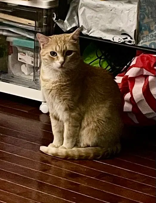 Biscuit, photo 2