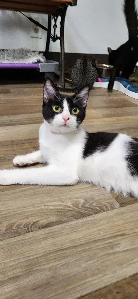 Cat 27888, photo 2