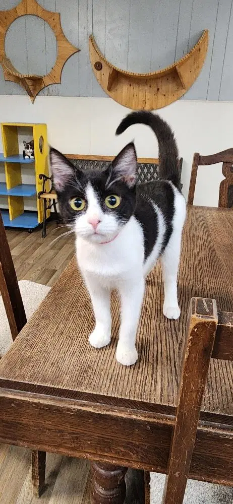 Cat 27888, photo 3