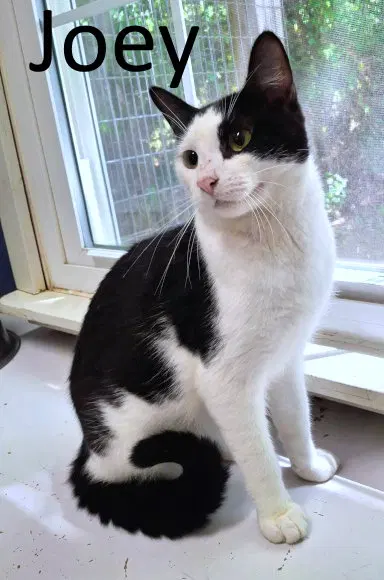 Joey, a young male cat up for adoption