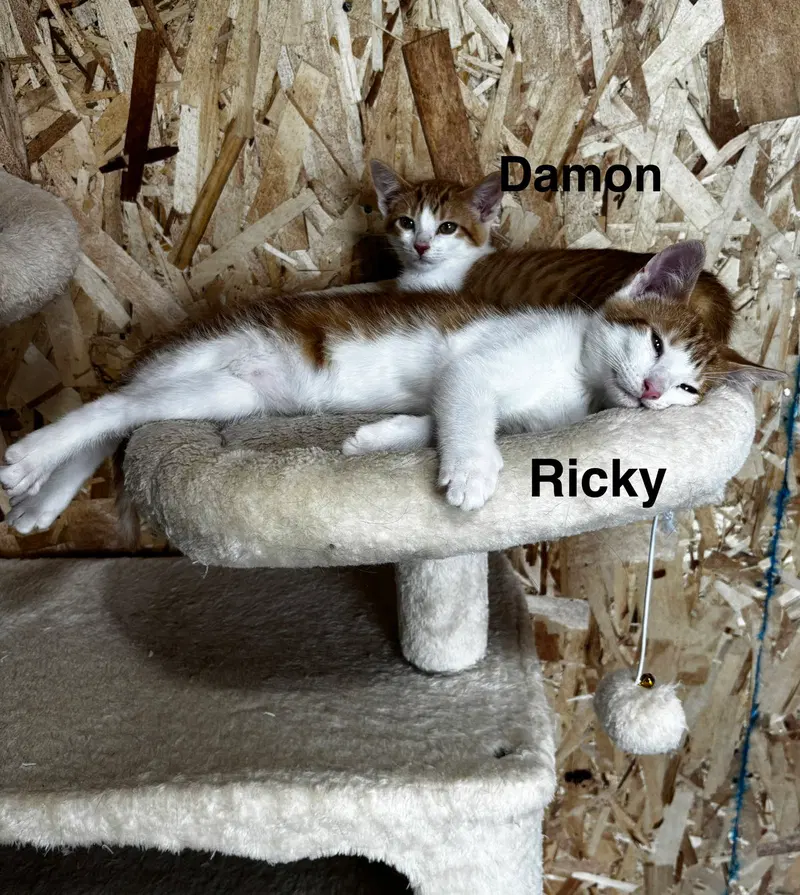 Ricky, photo 2