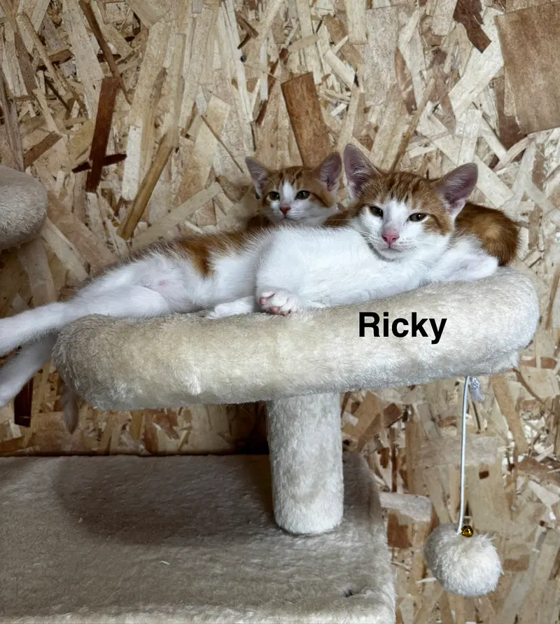Ricky, photo 3