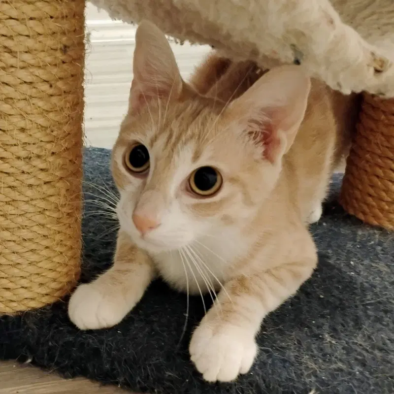 Ollie, photo 3