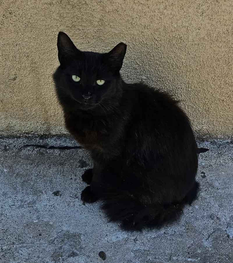 Chincholin, an adult male cat up for adoption