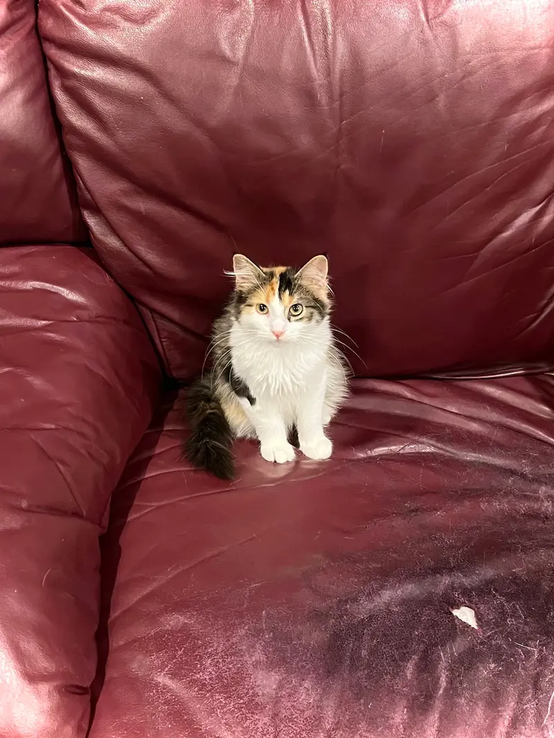 Mewly Cyrus, photo 2