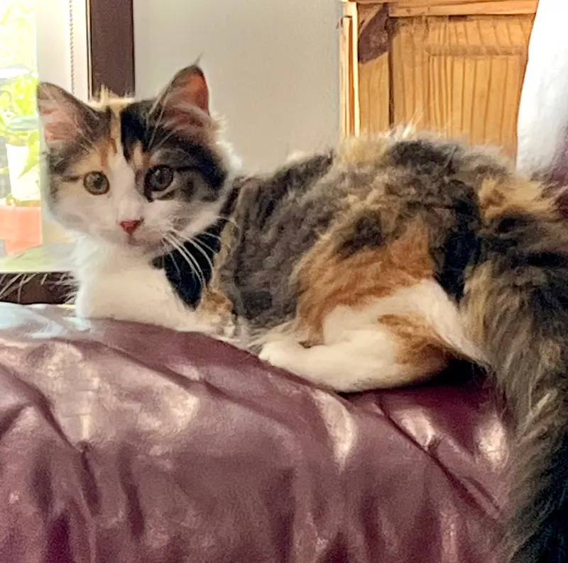 Mewly Cyrus, photo 3