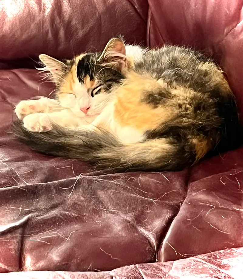 Mewly Cyrus, photo 4