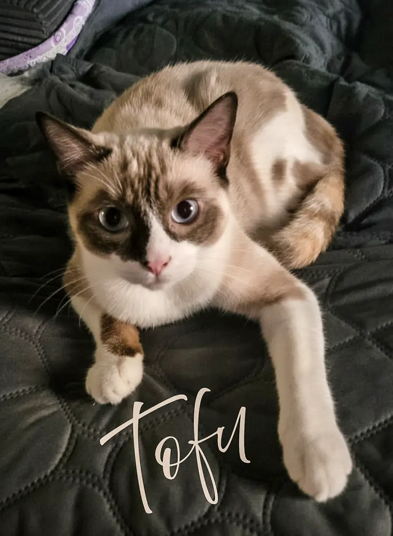Tofu, photo 3
