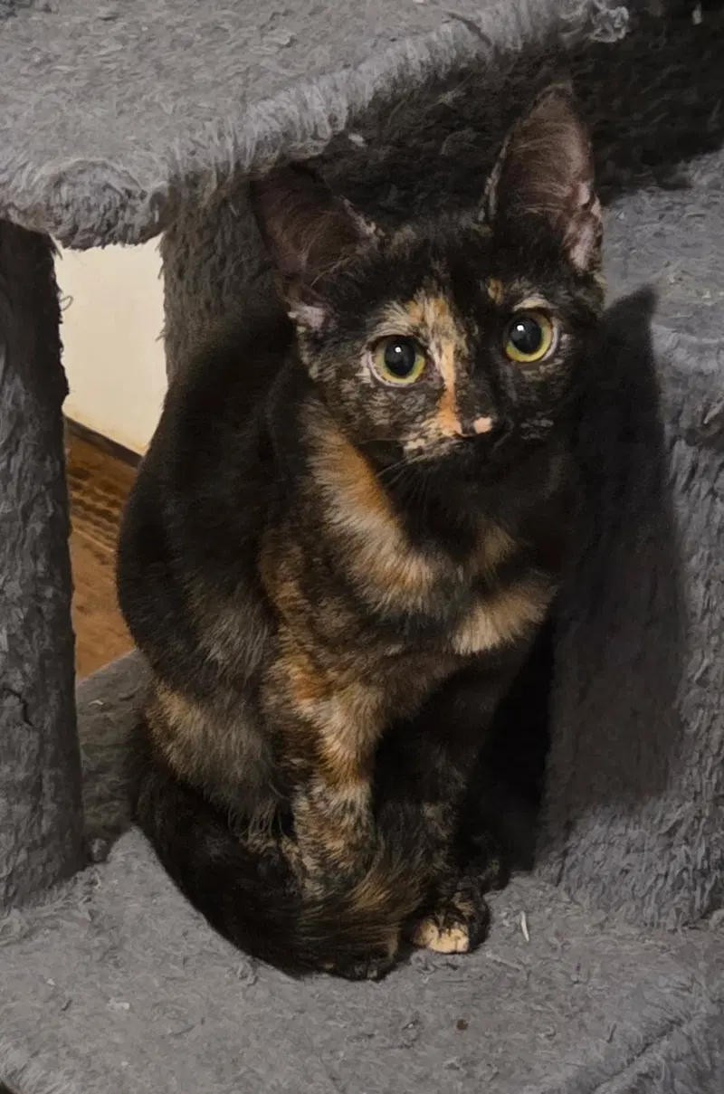 Torti-Feasor, photo 3