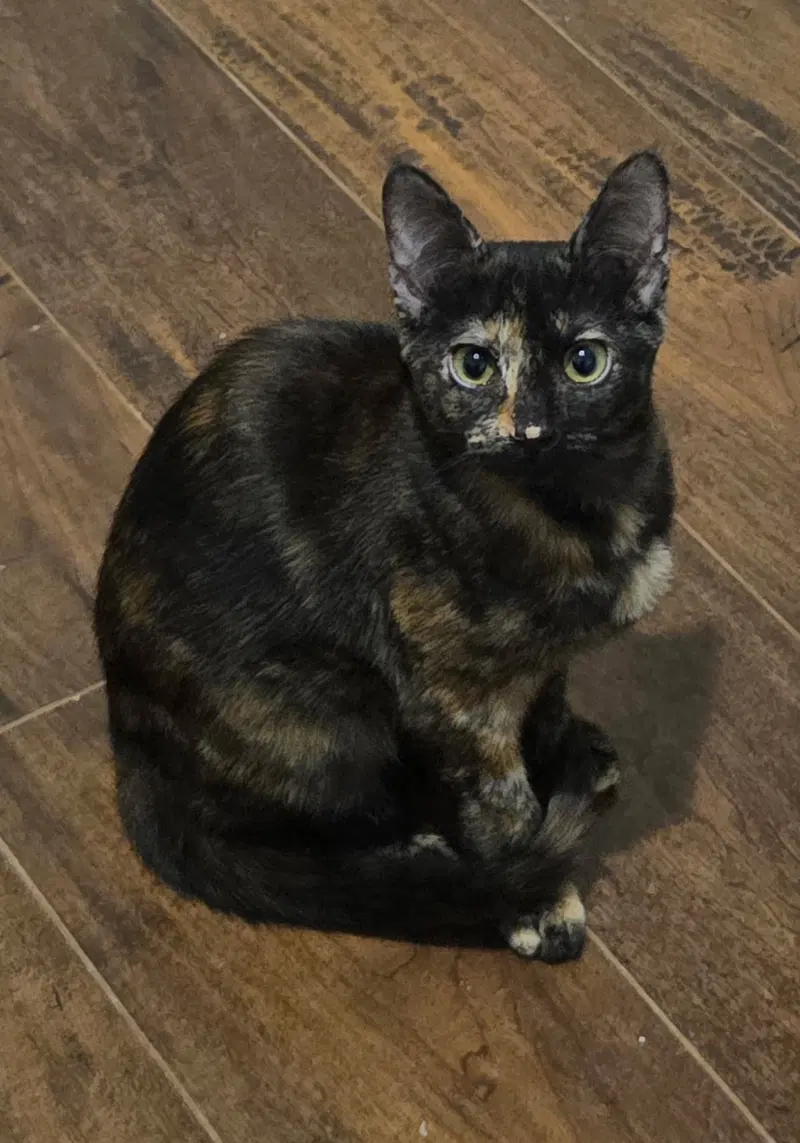 Torti-Feasor, photo 4