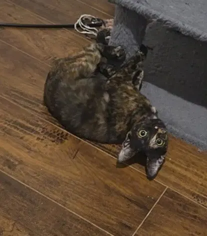 Torti-Feasor, photo 5