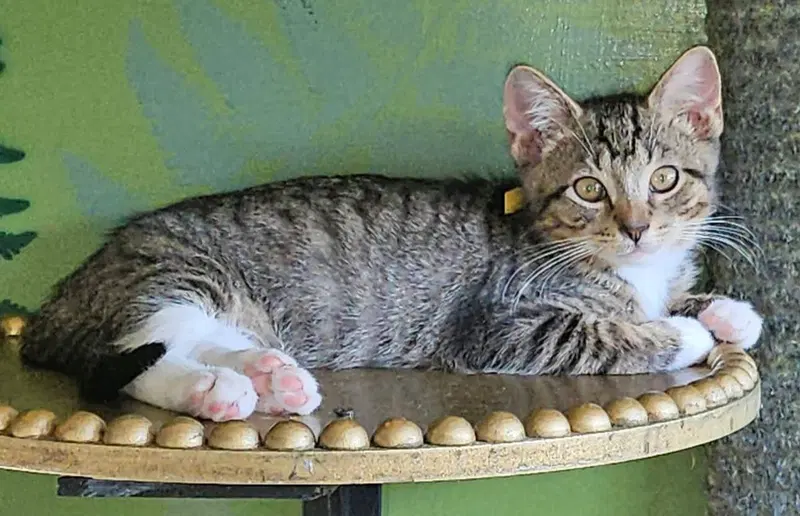 Pawliver, photo 5