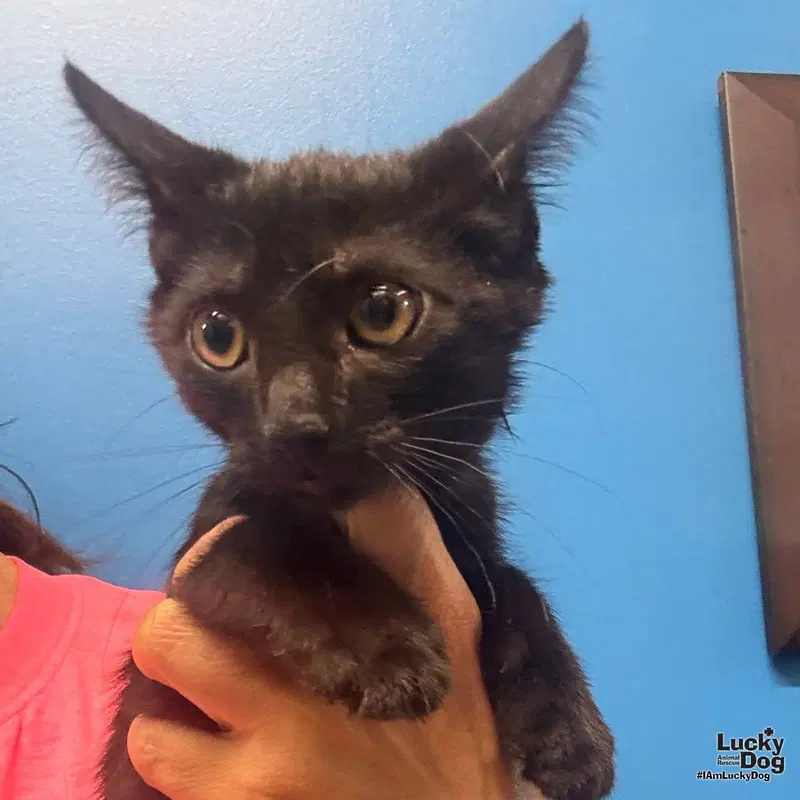 Timmie, a male kitten up for adoption