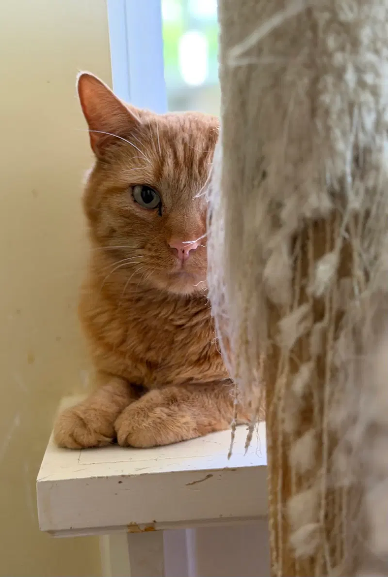 Roman, a young male cat up for adoption