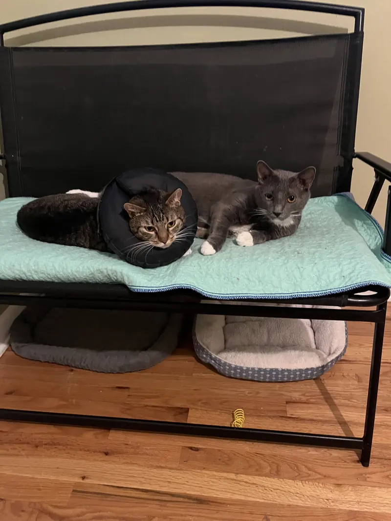 Paula + Thor, adult female cats up for adoption