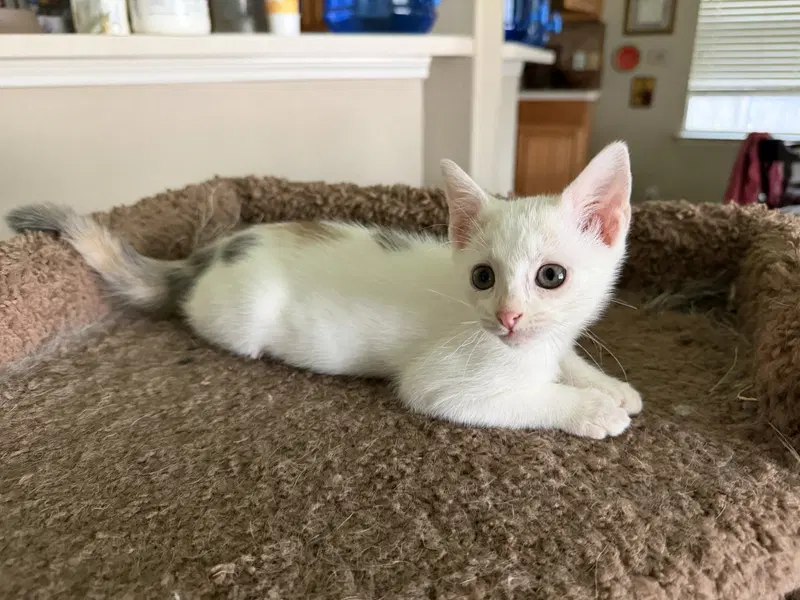 Pixie W, photo 2