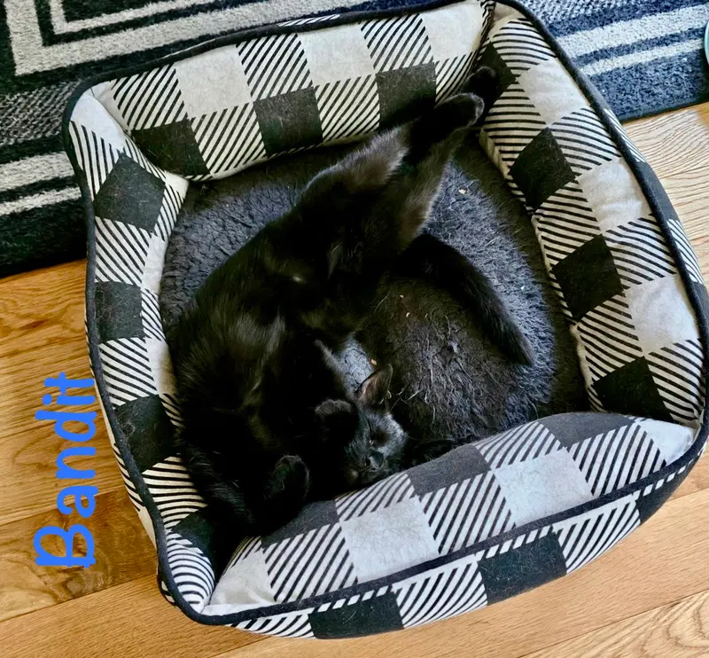 Bandit, photo 2