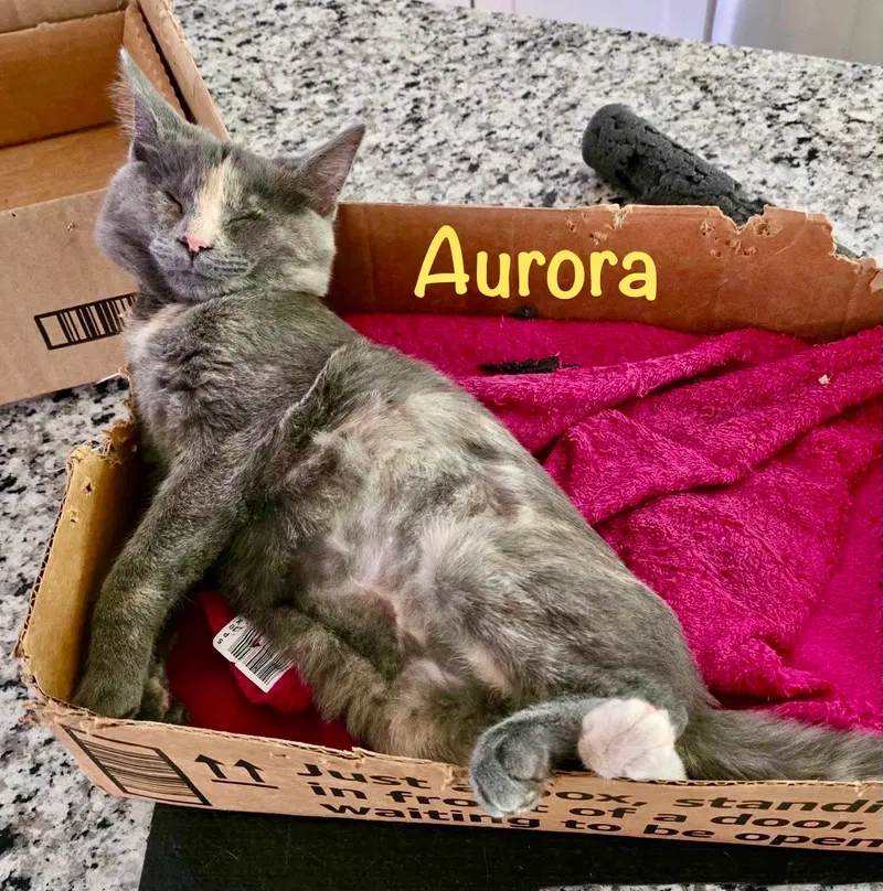 Aurora, photo 3