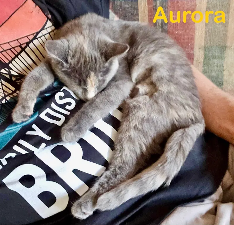 Aurora, photo 5