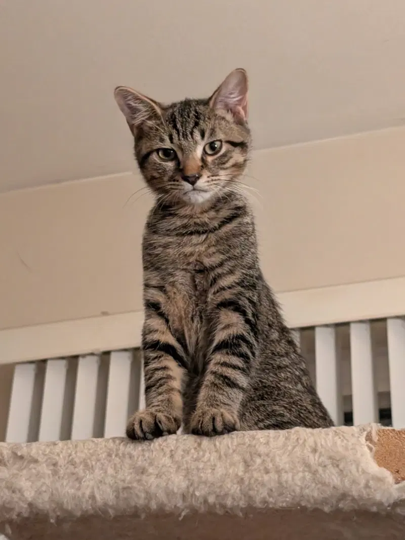 C321 Litter Elmer, a male kitten up for adoption