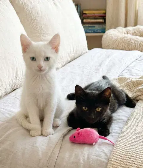 Watch the video of Olive and Finn