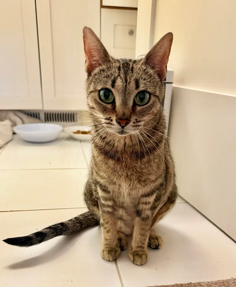 Kiki, photo 2