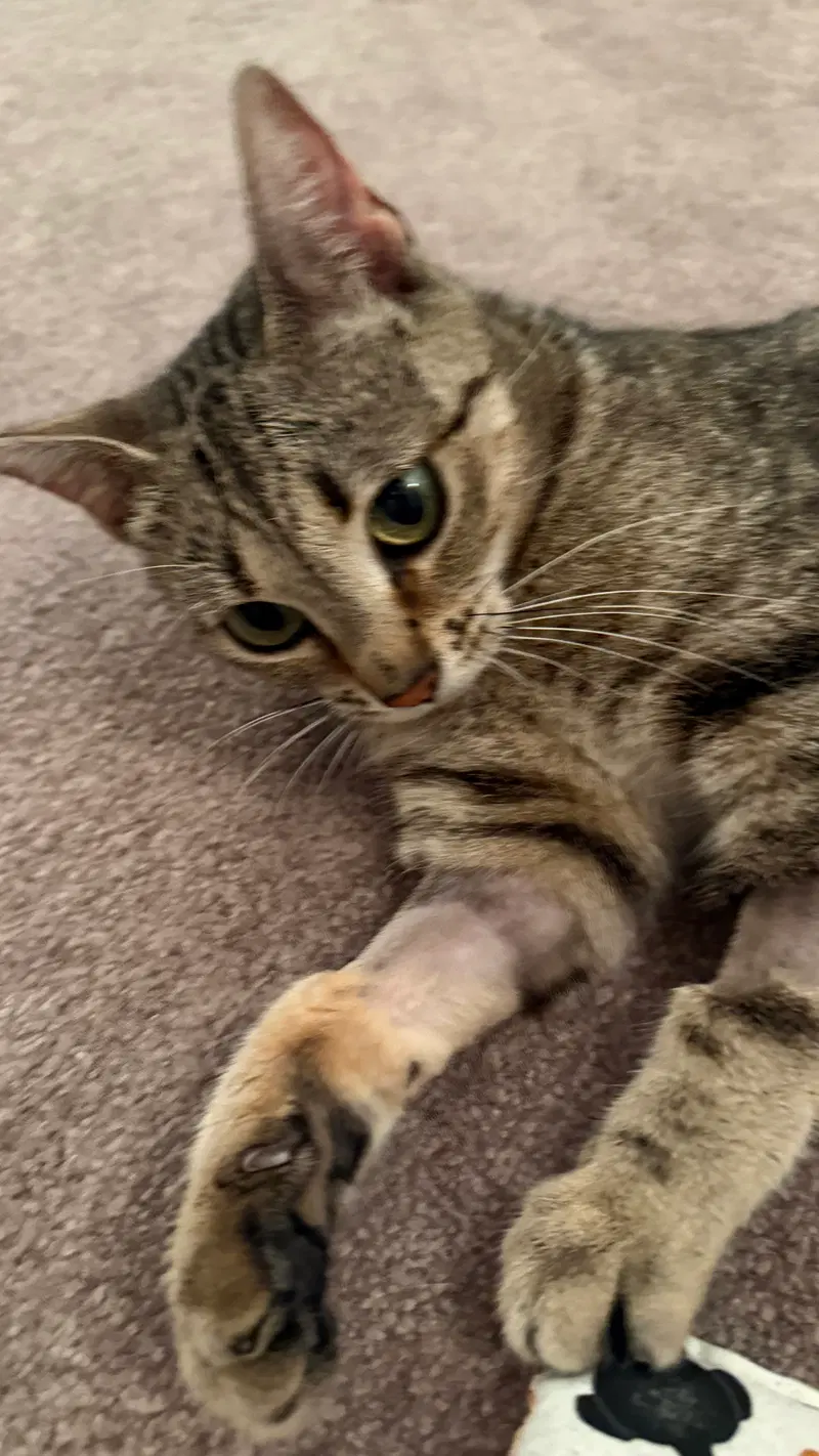 Kiki, photo 3