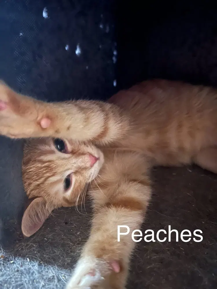 Peaches, a female kitten up for adoption