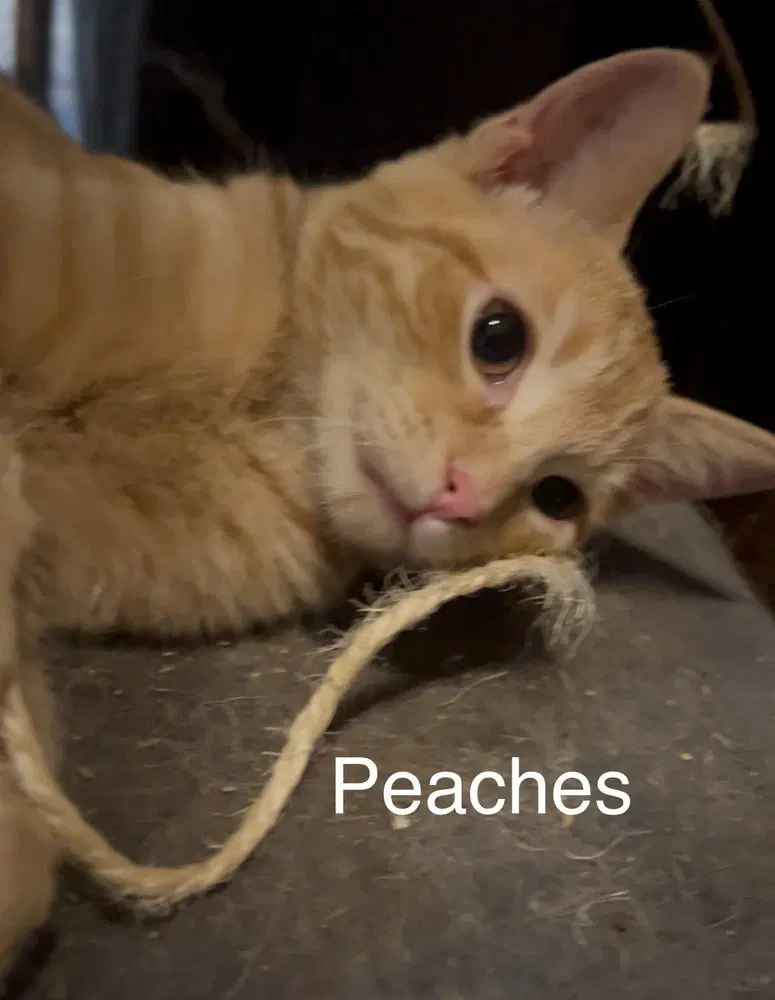 Peaches, photo 2
