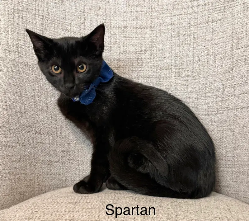 Odyssey Kittens, a male kitten up for adoption
