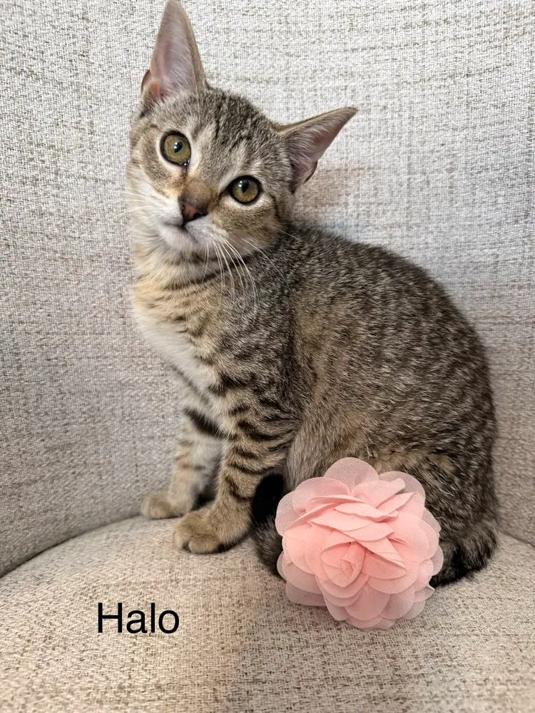 Odyssey Kittens, a female kitten up for adoption