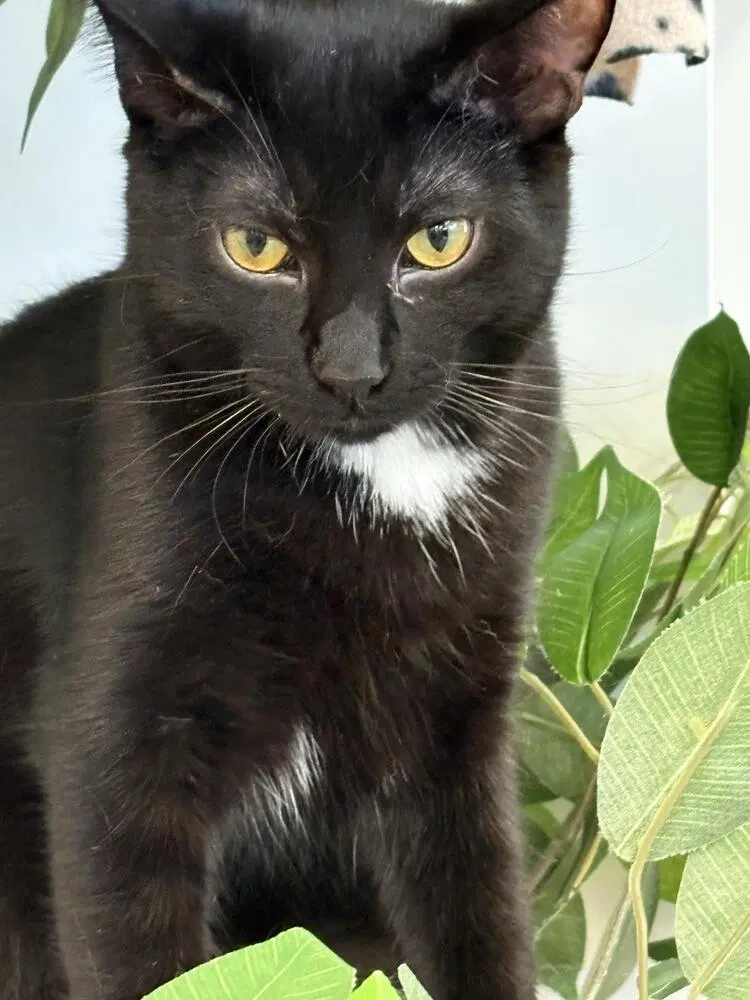 Kilo, photo 3