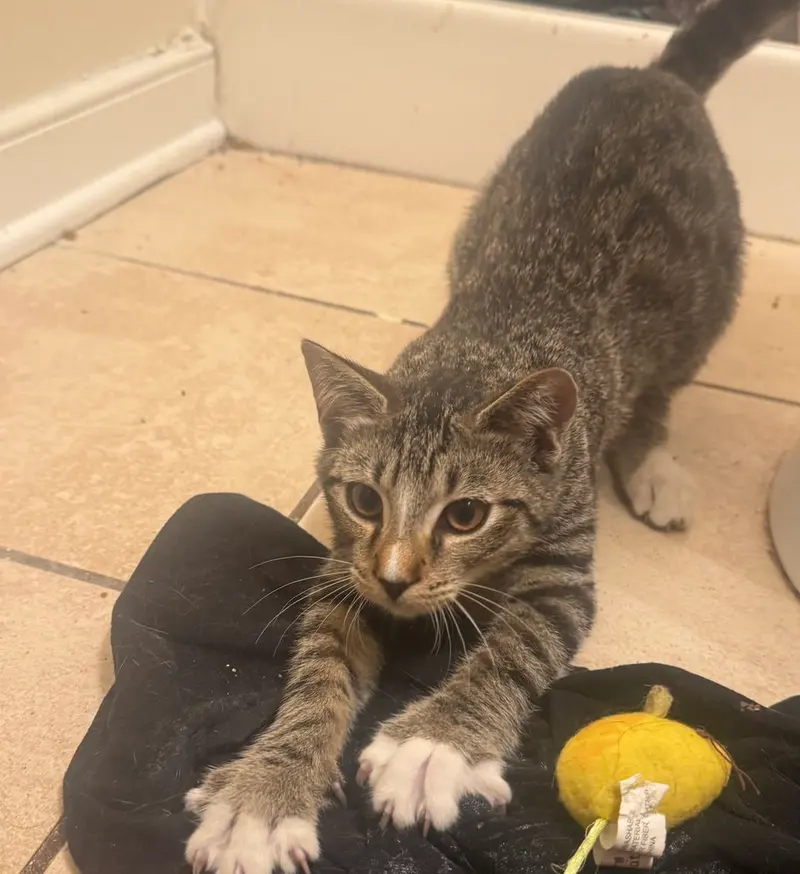 Ceril, a male kitten up for adoption