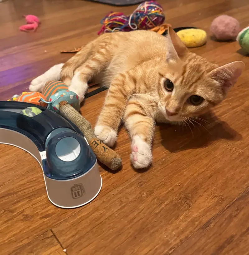 Orville, a male kitten up for adoption